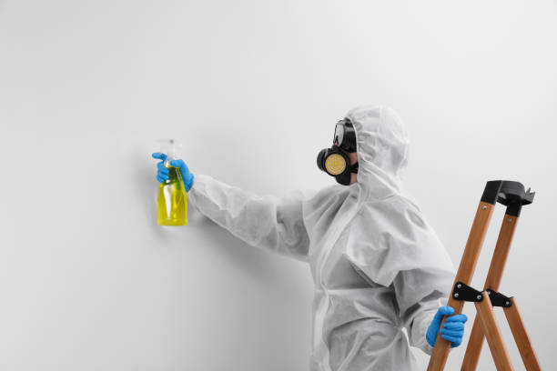 Best Basement Mold Removal  in Macopin, NJ