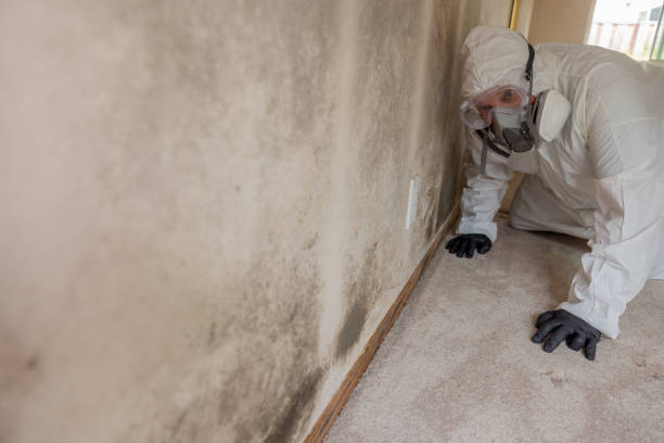 Best Attic Mold Removal  in Macopin, NJ